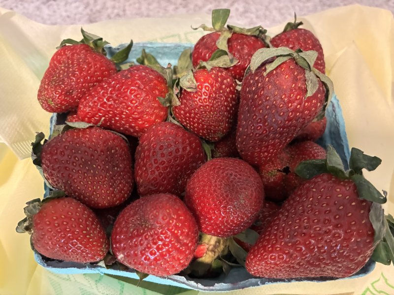 Fresh, local strawberries are ready for adding to salads, pureeing into soup and adorning bowls of breakfast cereal, along with many other tasty uses. SUBMITTED PHOTO